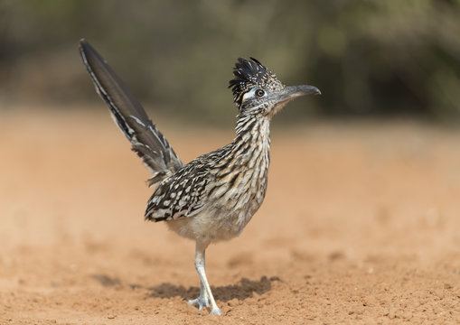 Greater Roadrunner in Southern Texas, USA