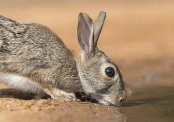 Eastern Cottontail rabbit
