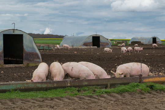 cochon