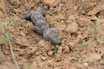 Dead geckos landfill