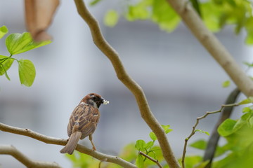 Passer montanus rest on the tree with food in mouth