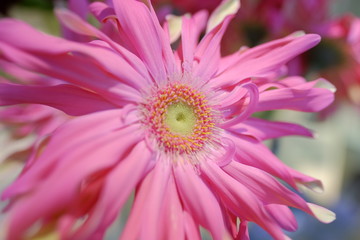 Obraz na płótnie Canvas Special romantic pink color chrysanthemum in full blossom