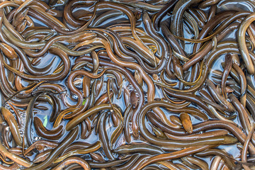 Many asian swamp eels crawl over each other, Laos.
