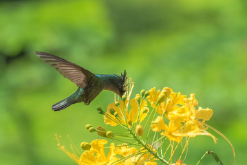 Antillean Crested Hummingbird, beautiful bird eating nectar on an exotic flower 
