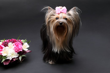 Yorkshire Terrier on a gray background with a flower arrangement