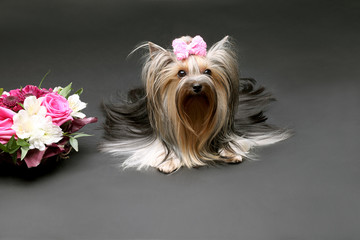 Naklejka premium Yorkshire Terrier on a gray background with a flower arrangement