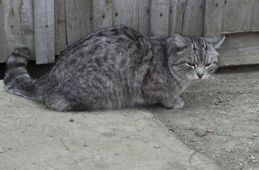Homeless gray cat on the street