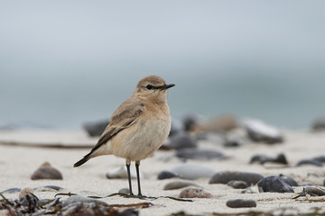 Isabelline wheatear (Oenanthe isabellina)