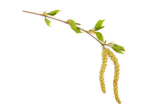 Birch branch with young leaves and male and female catkins