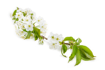 Obraz na płótnie Canvas Branch of blossoming cherry closeup on a white background