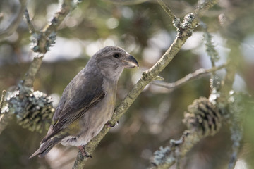 Krzyżodzi&oacute;b sosnowy 