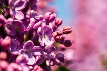 Fototapeta na wymiar Purple flowers of spring blooming lilac. Spring background