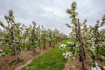 Fototapeta na wymiar Blossoms of fruit trees