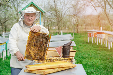 Beekeeper holding a honeycomb full of bees. Beekeeper in protective workwear inspecting honeycomb frame at apiary. Works on the apiaries in the spring.