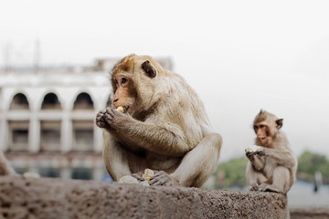 Monkeys are eating food.