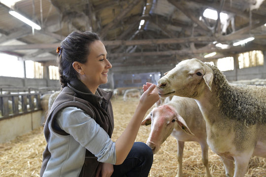 Farmer woman in shed petting sheeps