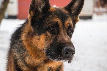 Dog German Shepherd in a winter day