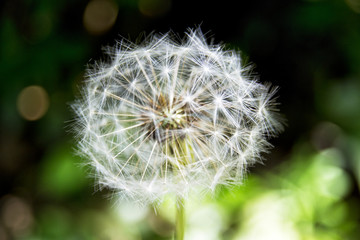 Soft focus of common dandelion flower on a blur background