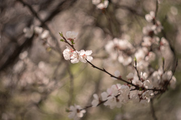 Apricot with white flowers in spring