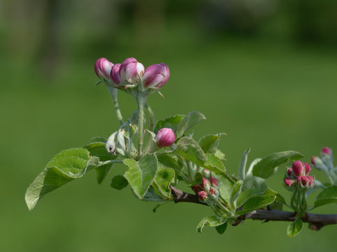 Apfelblüte im Rheinland