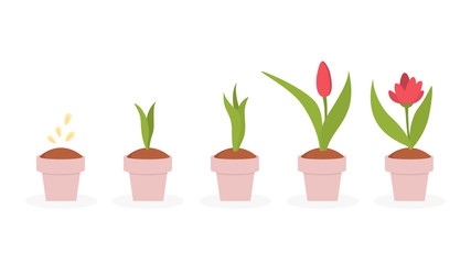 Flower Growing Animation Photos Royalty Free Images Graphics Vectors Videos Adobe Stock