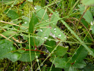 Raindrops on leafs