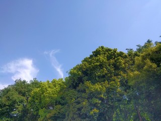 新緑と青空