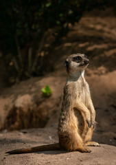 Erdmännchen am bewachen