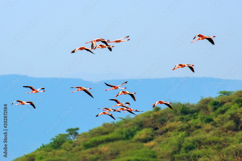 Wall mural Flamingos