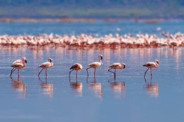 Fotobehang Flamingo& 39 s © byrdyak
