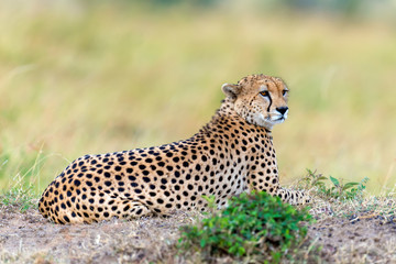 Naklejka na ściany i meble Wild african cheetah