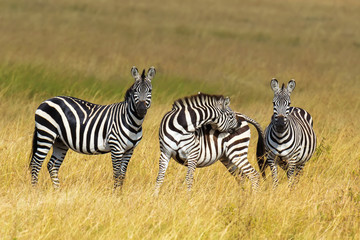 Naklejka premium Zebra on grassland in Africa