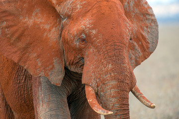 Plakat Elephant in National park of Kenya