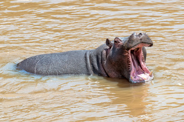 Hippo (Hippopotamus amphibius) in the river