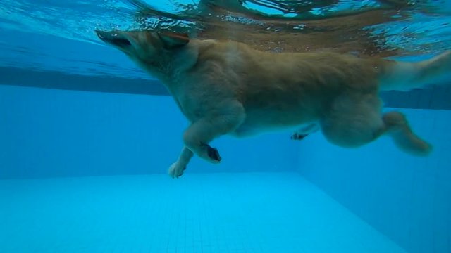 Golden Retriever Puppy Exercises in Swimming Pool (under water view)