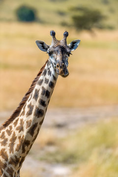 Giraffe in National park of Kenya