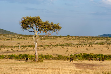 Landscape with nobody tree in Africa