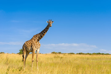 Giraffe in National park of Kenya