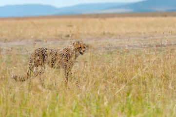 Wild african cheetah
