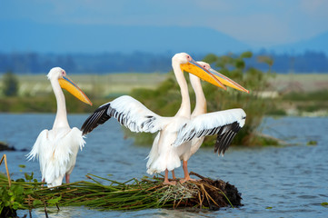 Great white pelican