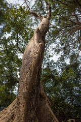 Kambodscha - Angkor - Beng Mealea