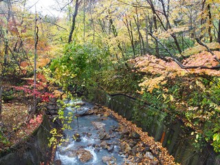 The Autumn Leaves season in Hokkaido ,Japan