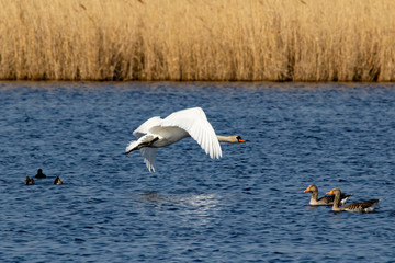 startender Schwan