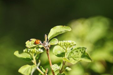 ladybug on the leaf