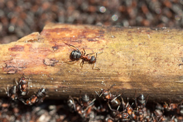 Red forest ant close-up