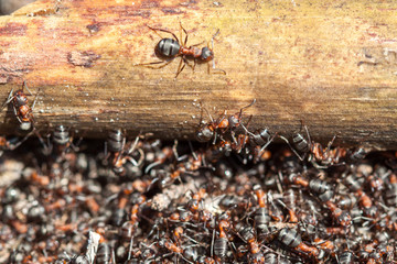 Red forest ant close-up