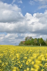 Obraz premium Die Rapsblüte