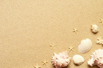 Sea sand with starfish and shells. Top view with copy space.
