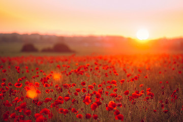view of the flowering field of poppies at sunset in the summer