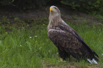 white tail eagle standing in the grass